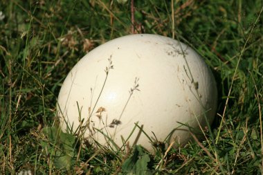 Devekuşu yumurta - vancouver, canada