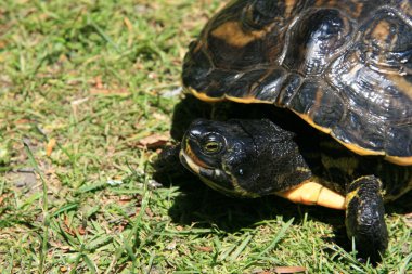 Terrapin - beacon hill park, victoria, bc, Kanada