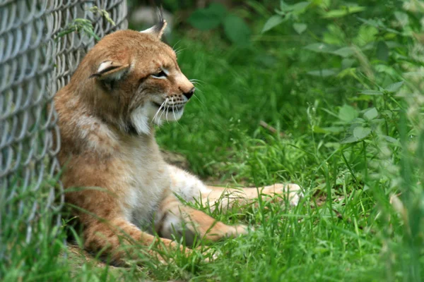 Lynx - vancouver zoo, Kanada — Stock fotografie
