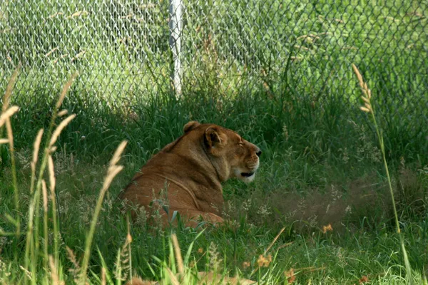 Leeuwin - dierentuin van vancouver, canada — Stockfoto