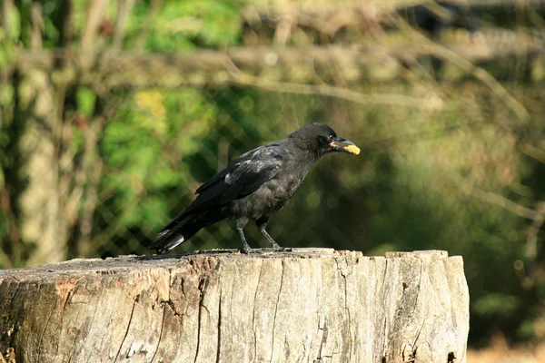 Bird Eating - Vancouver Zoo, Canada — ストック写真