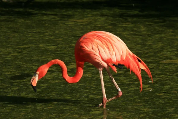 Flamingo - Jardim Zoológico de Vancouver, Canadá — Fotografia de Stock