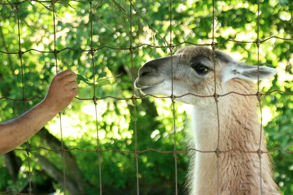 Lama - Zoo di Vancouver, Canada — Foto Stock