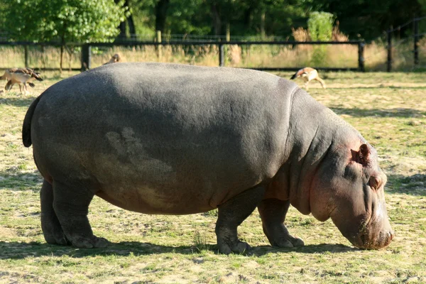 Hippo, Canada — стоковое фото