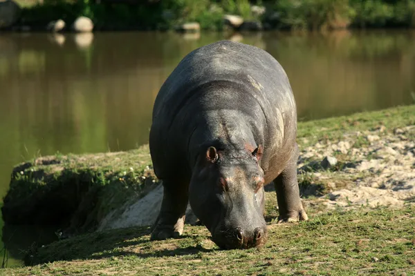 Hipopótamo, Canadá — Stockfoto