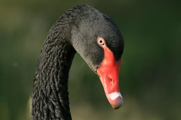 Black Swan - Vancouver, Canada — Stock Photo, Image
