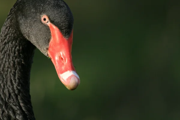 Black Swan - Vancouver, Canada — Stock Photo, Image