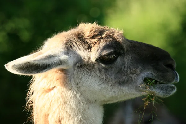 Lama - vancouver zoo, Kanada — Zdjęcie stockowe