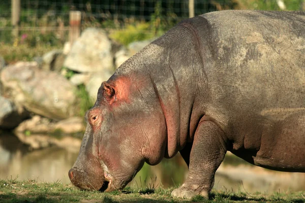 Hippo, Canadá — Fotografia de Stock