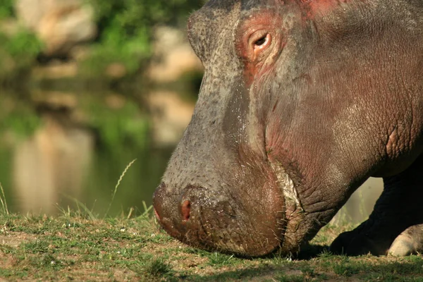 Hippo, Canadá — Foto de Stock