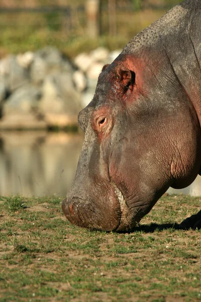 Hippo, Canadá — Fotografia de Stock