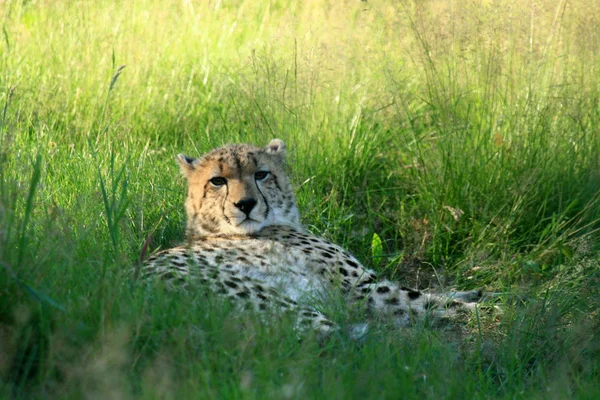 Cheetah, Vancouver, Canada — Stock Photo, Image