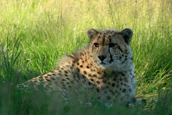 Cheetah, Vancouver, Canada — Stock Photo, Image