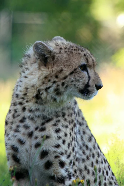 Gepard, vancouver, Kanada — Zdjęcie stockowe