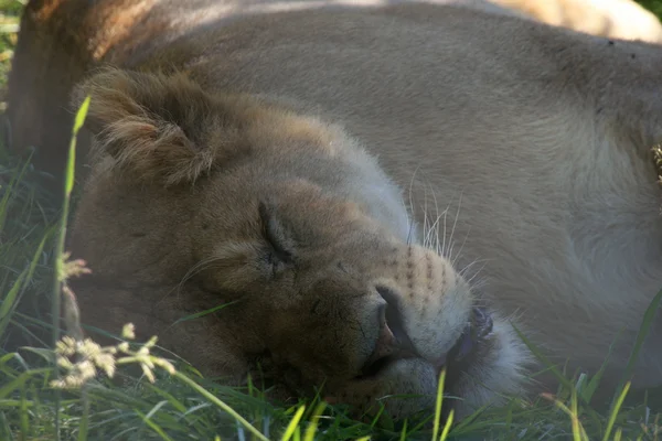 Leona - Zoológico de Vancouver, Canadá — Foto de Stock