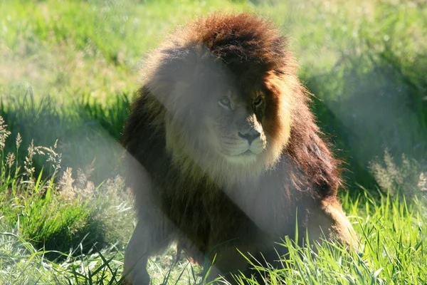 Oroszlán - Vancouver Zoo, Amerikai Egyesült Államok — Stock Fotó