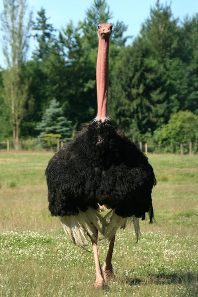 Ostrich - Vancouver, Canada — Stock Photo, Image