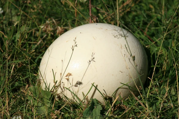 Devekuşu yumurta - vancouver, canada