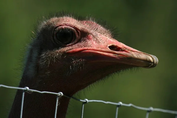 Ostrich - Vancouver, Canada — Stock Photo, Image