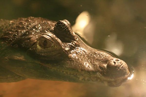 Vancouver Hayvanat Bahçesi, Kanada