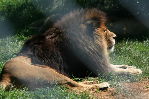 Lejon - vancouver zoo, Kanada — Stockfoto