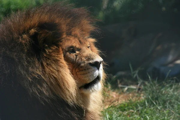 Lew - vancouver zoo, Kanada — Zdjęcie stockowe