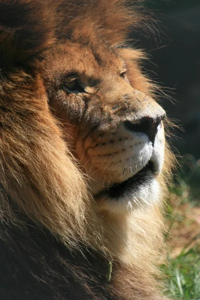 Lejon - vancouver zoo, Kanada — Stockfoto