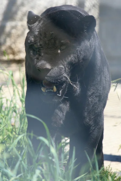 Panther - dierentuin van vancouver, canada — Stockfoto