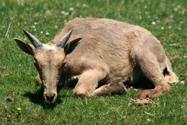 Veado - Jardim Zoológico de Vancouver, Canadá — Fotografia de Stock