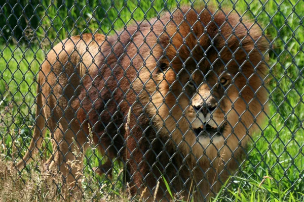 Löwe - vancouver zoo, kanada — Stockfoto