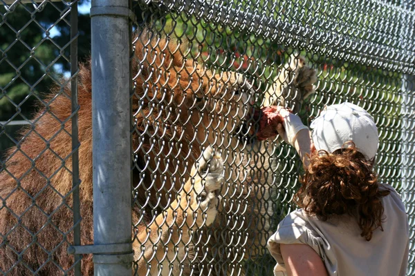 Leão - Jardim Zoológico de Vancouver, Canadá — Fotografia de Stock