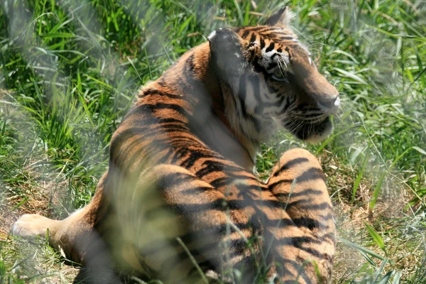 Тигр - Ванкуверский зоопарк, Канада — стоковое фото
