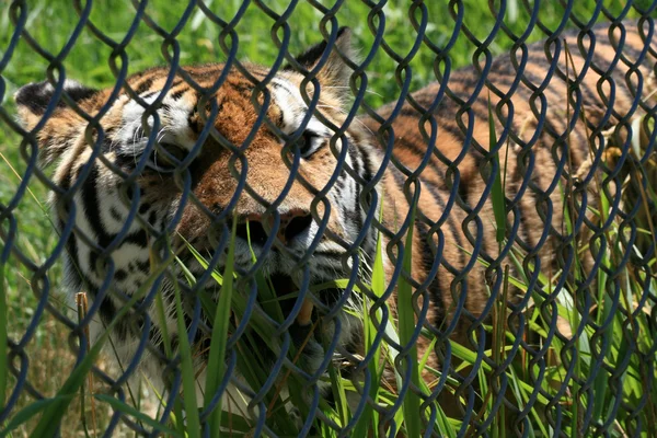 Tygr - vancouver zoo, Kanada — Stock fotografie