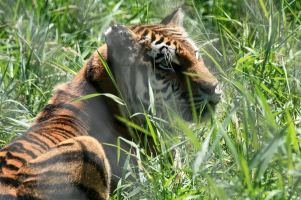 Tygr - vancouver zoo, Kanada — Stock fotografie