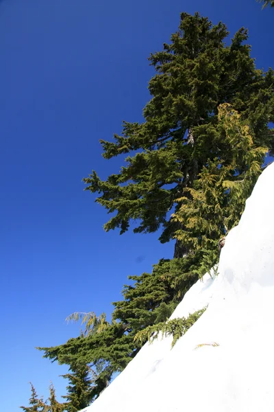 Grouse mountain, vancouver, bc, Kanada — Stockfoto