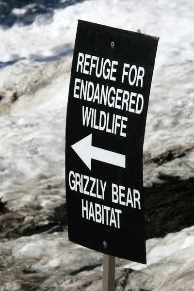 Grizzly Bear Habitat - Grouse Mountain, Vancouver, BC, Canadá — Fotografia de Stock