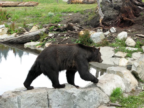 Grizzly Bear Habitat - Grouse Mountain, Vancouver, BC, Canadá — Foto de Stock