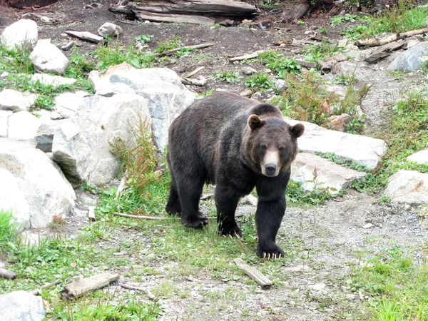 Grizzly Bear Habitat - Grouse Mountain, Vancouver, BC, Canadá — Fotografia de Stock