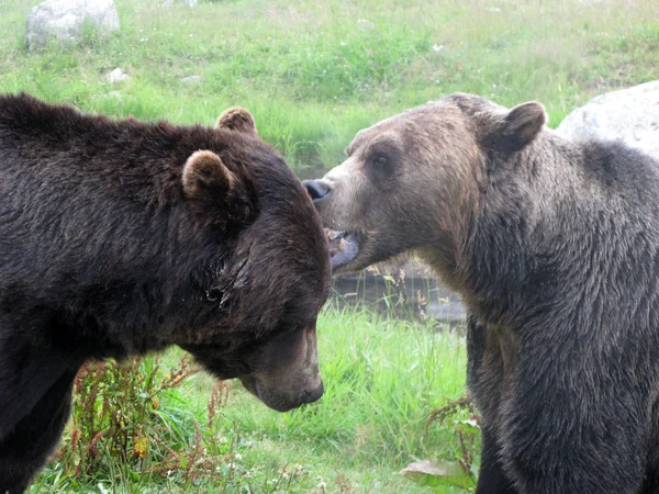 Grizzly Bear Habitat - Grouse Mountain, Vancouver, BC, Canadá — Fotografia de Stock