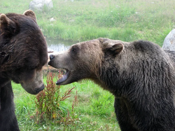 Habitat dell'orso grizzly - montagna di fagiano di Monte, vancouver, bc, canada — Foto Stock