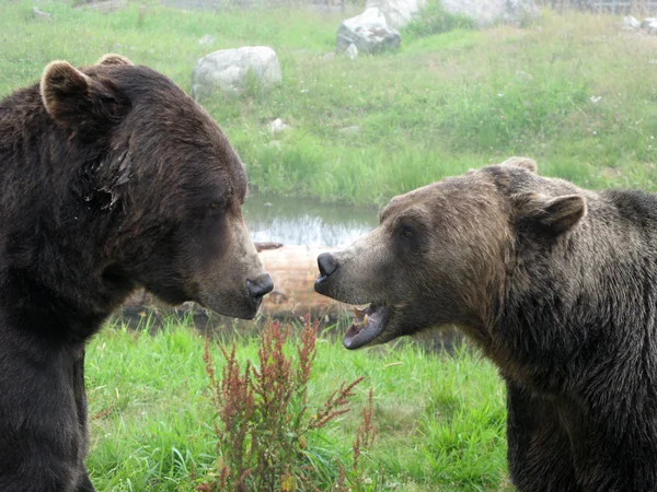 Medvěd grizzly stanoviště - grouse mountain, vancouver, bc, Kanada — Stock fotografie