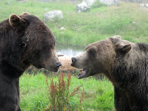 Grizzly Bear Habitat - Grouse Mountain, Vancouver, BC, Canada — Stock Photo, Image