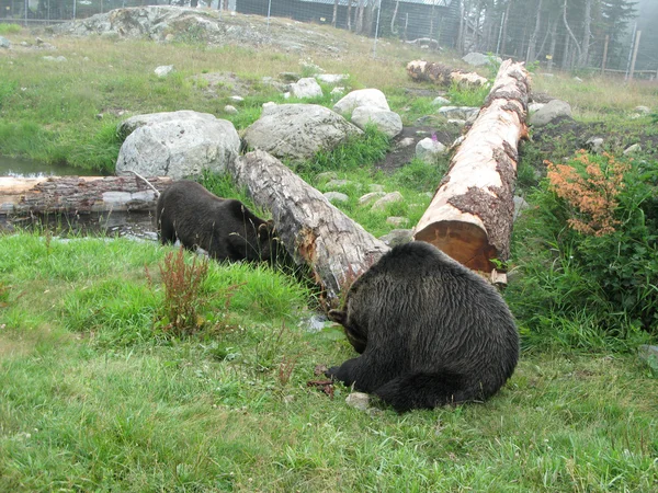 Grizzly medve élőhely - Grouse Mountain, Vancouver, Bc, Kanada — Stock Fotó