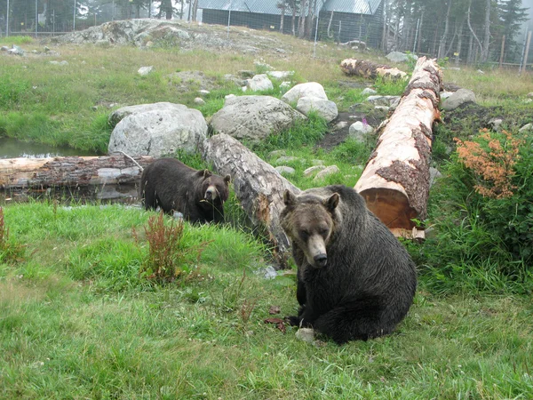 Grizzlybjörn livsmiljö - grouse mountain, vancouver, bc, Kanada — Stockfoto