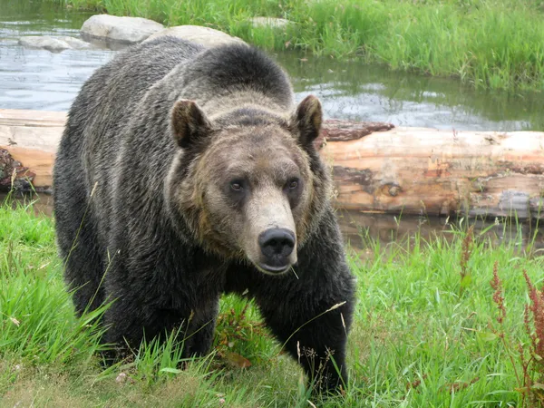 Grizzlybjörn livsmiljö - grouse mountain, vancouver, bc, Kanada — Stockfoto