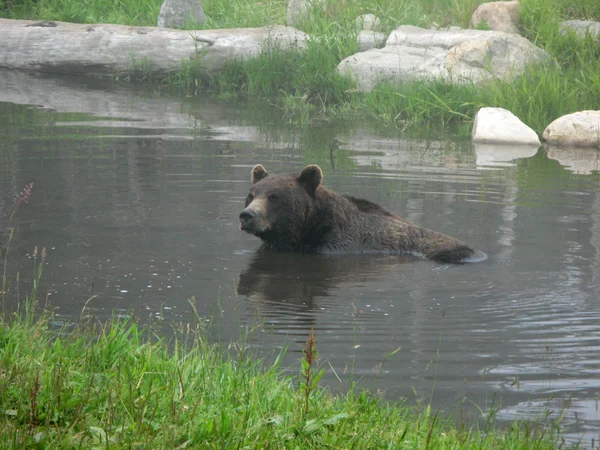 Grizzly Bear Habitat - Grouse Mountain, Vancouver, BC, Canadá — Fotografia de Stock