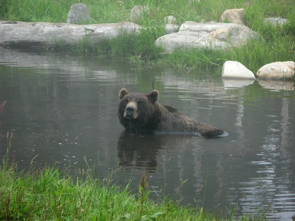 Grizzly medve élőhely - Grouse Mountain, Vancouver, Bc, Kanada — Stock Fotó