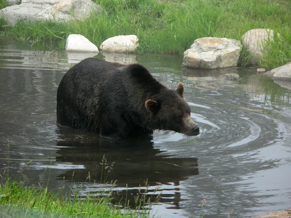 Grizzly medve élőhely - Grouse Mountain, Vancouver, Bc, Kanada — Stock Fotó