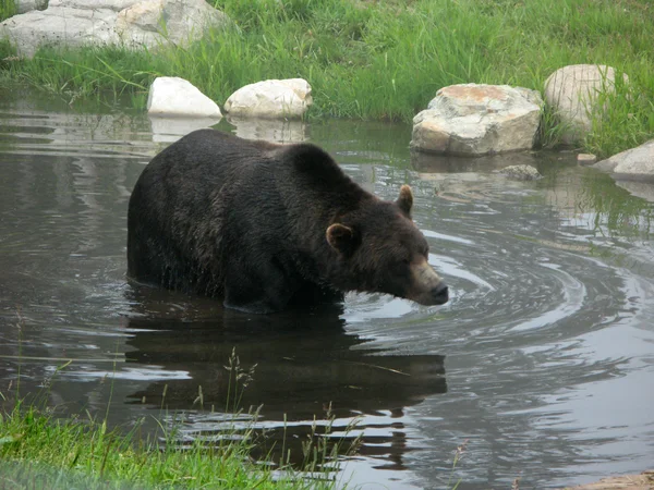 Grizzly Bear Habitat - Grouse Mountain, Vancouver, Bc, Canada — Stockfoto