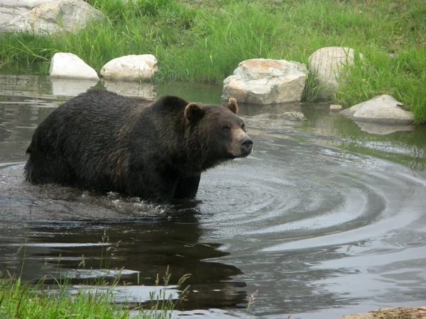 Grizzly Bear Habitat - Grouse Mountain, Ванкувер, БК, Канада — стоковое фото